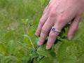 Silver ring with an amethyst center stone, on a hand, on a green leafy background