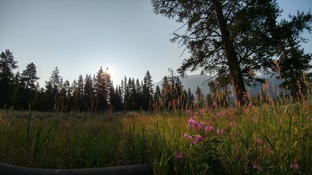 Sunset over a Yellowstone National Park forest with tall grass and wildflowers in the foreground